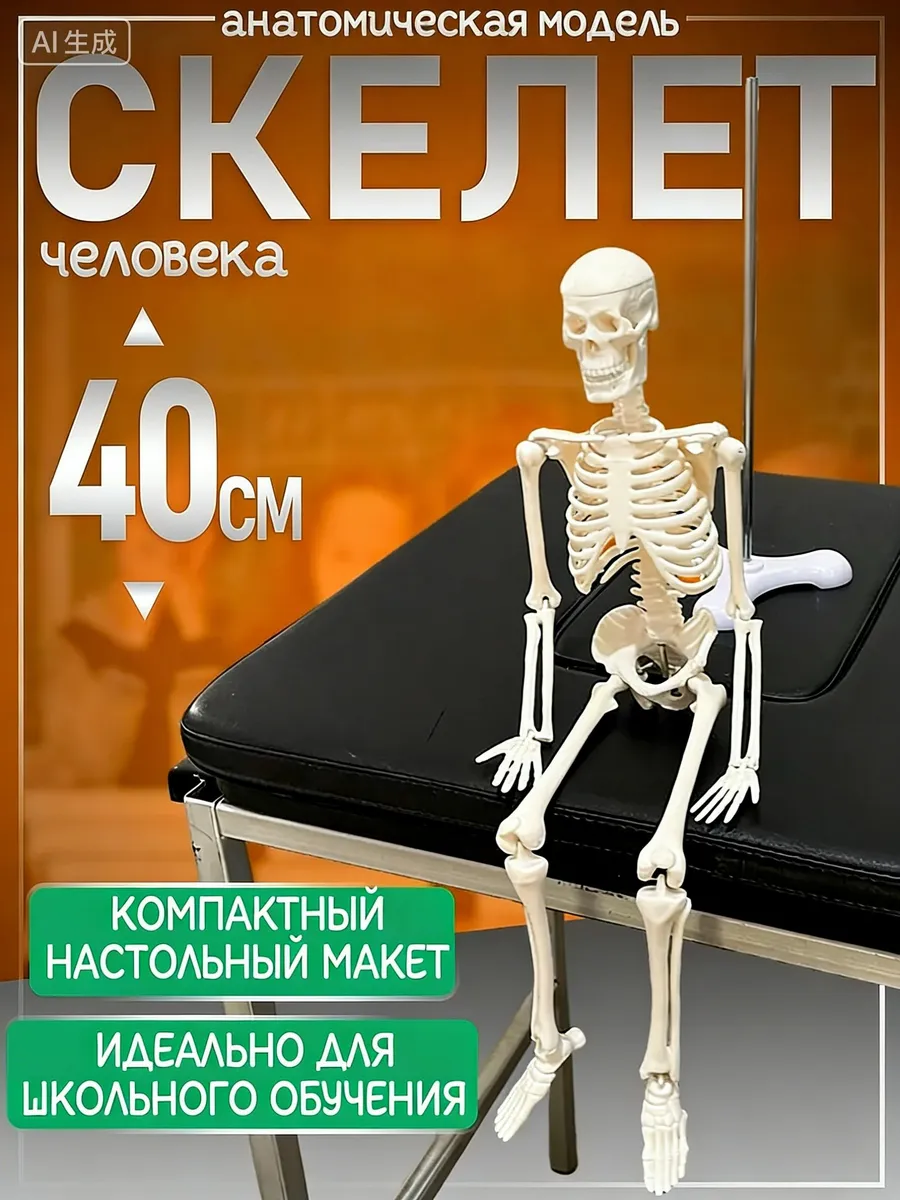 Анатомическая модель скелета человека 1:4, 40 см