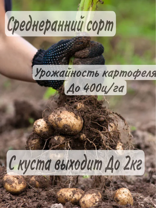 Крымский Картофель Семенной Картофель Вега, вега, фото 2