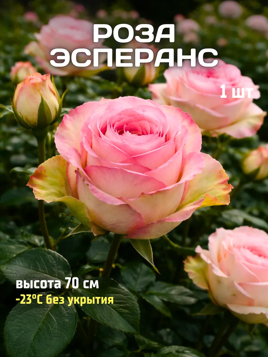 Саженцы роз морозостойкие цветы многолетние