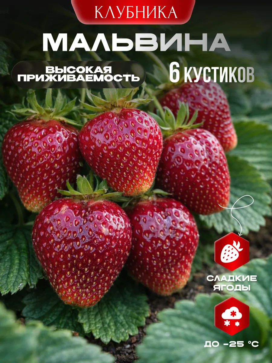 Клубника Мальвина саженцы 6 шт