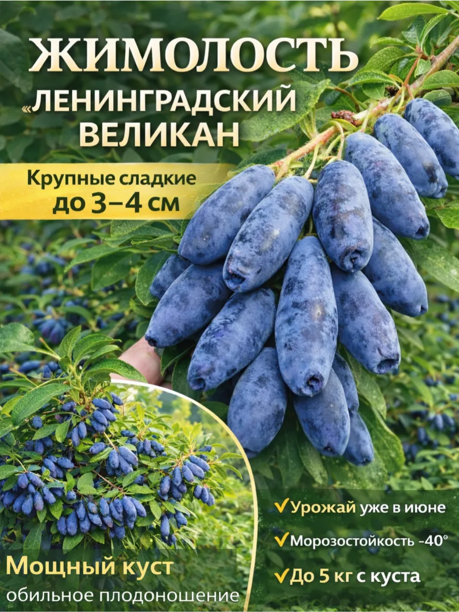 Жимолость саженец Ленинградский великан