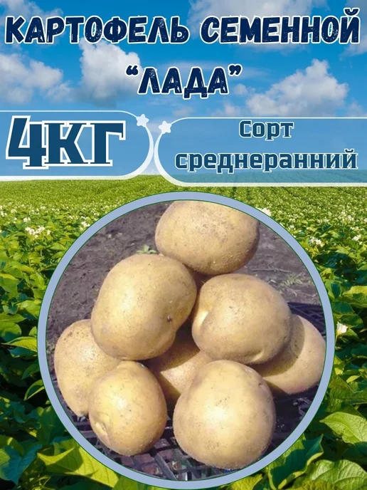 Садовник Кузя Картофель семенной Лада, вариант, фото 2