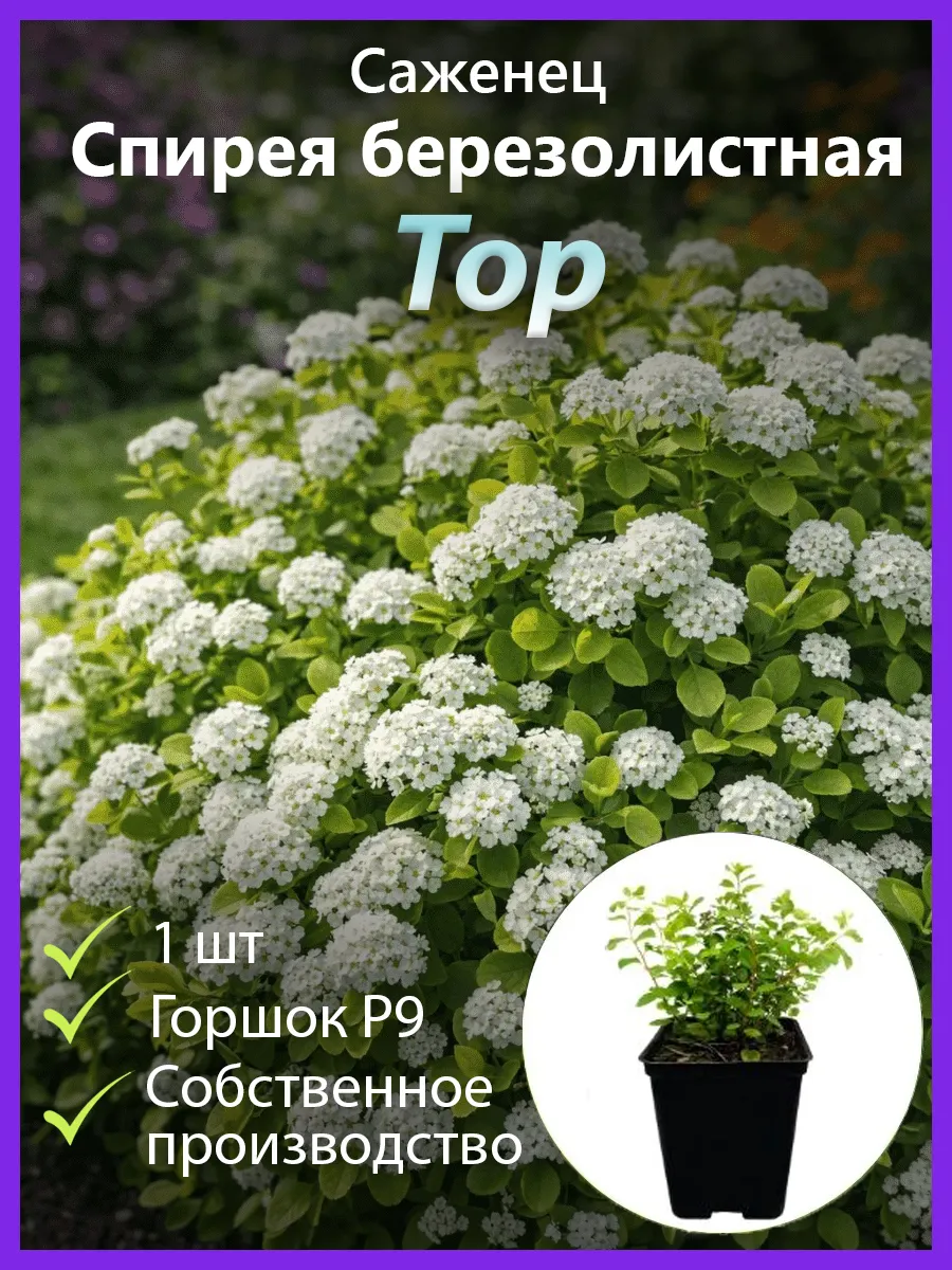 Спирея берёзолистная Тор саженец морозостойкая
