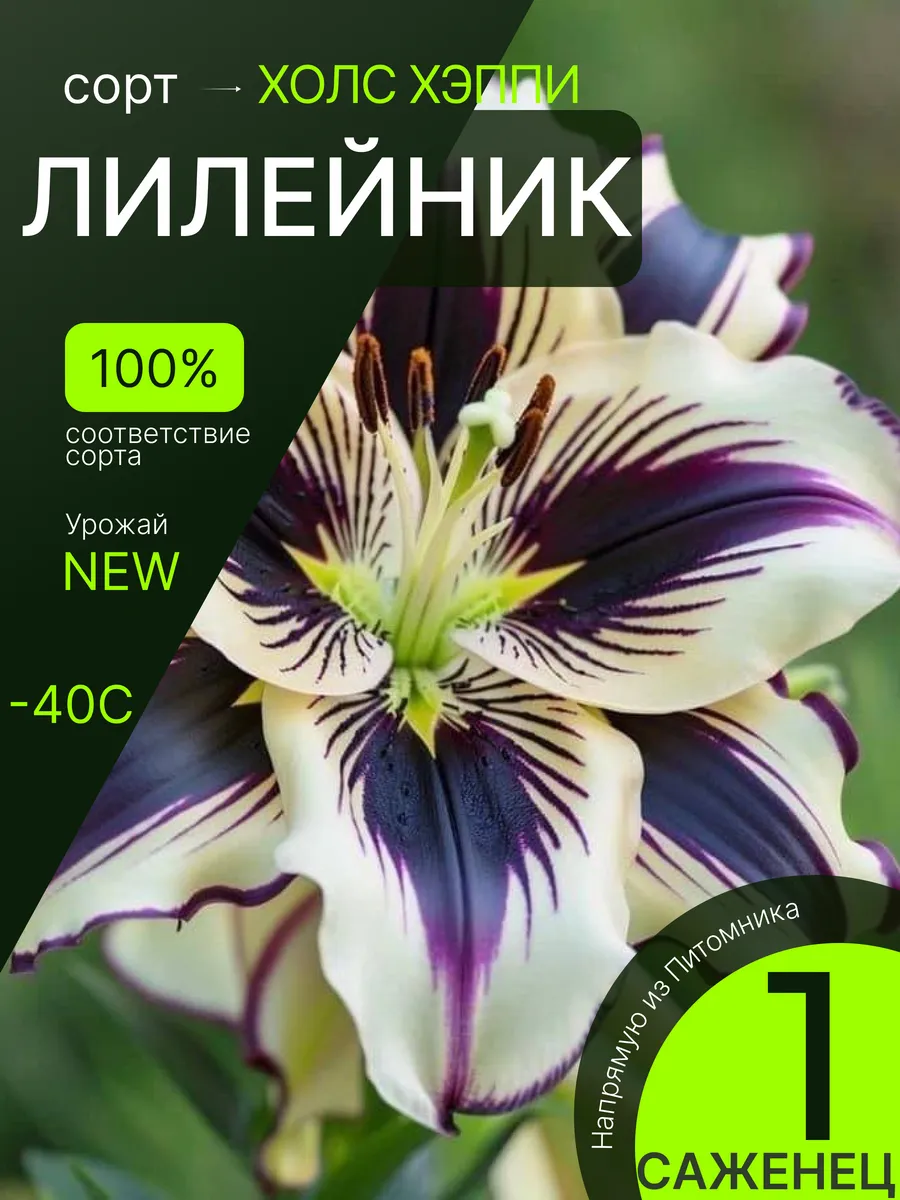 Лилейник многолетние саженцы, морозостойкие цветы садовые