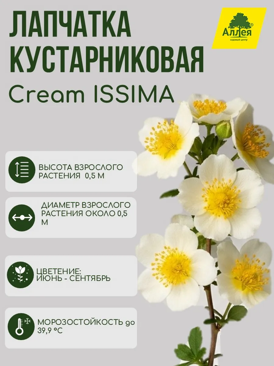 Лапчатка кустарниковая Cream ISSIMA