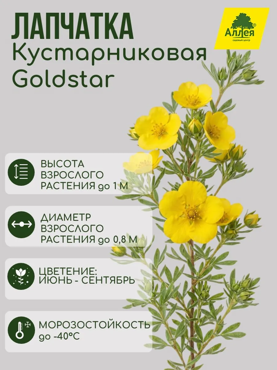 Лапчатка кустарниковая Goldstar