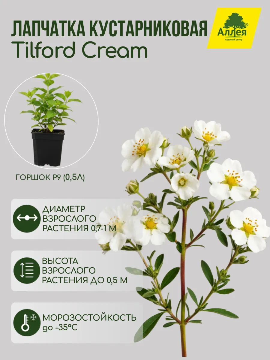 Лапчатка кустарниковая Tilford Cream