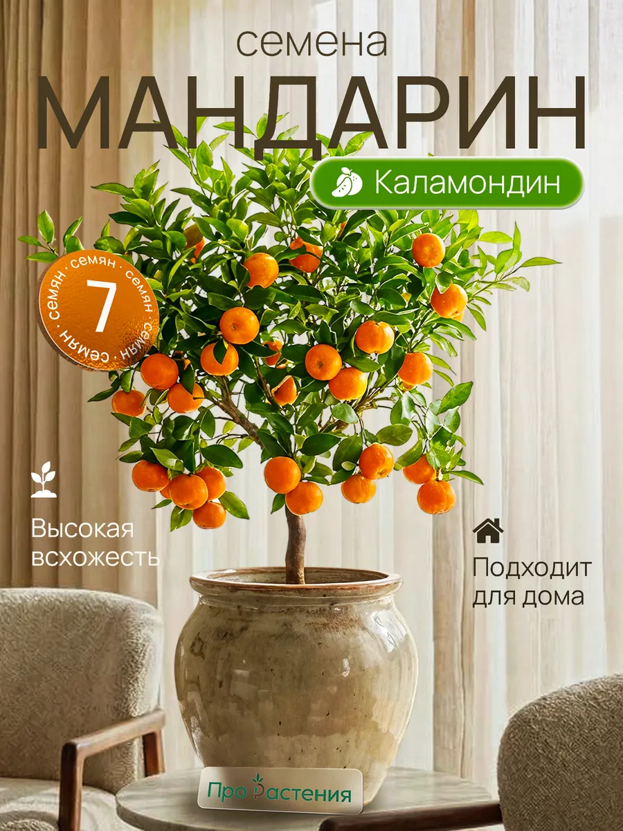 Семена Мандарина 7 шт