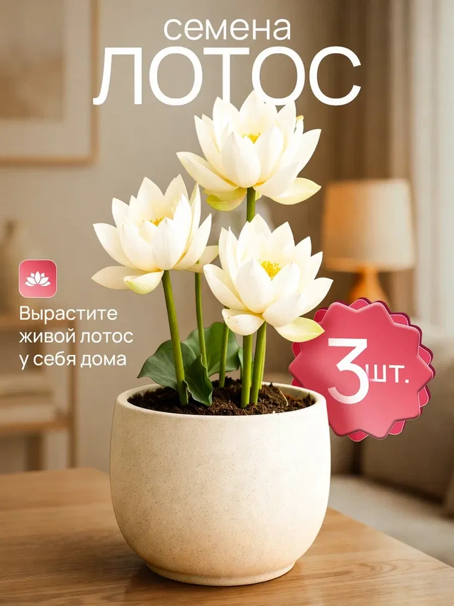 Семена Лотоса 3 шт. для выращивания дома пруда