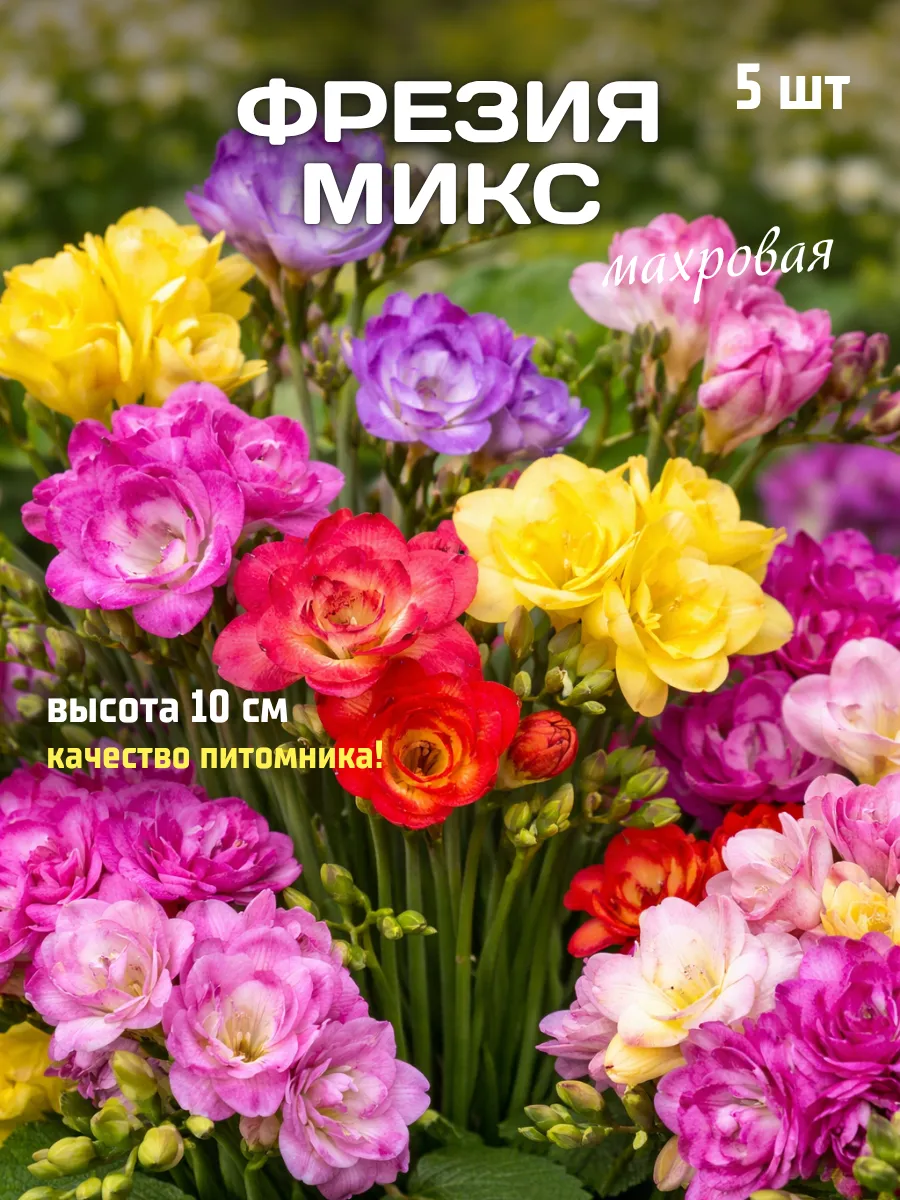 Фрезия луковицы для посадки многолетние