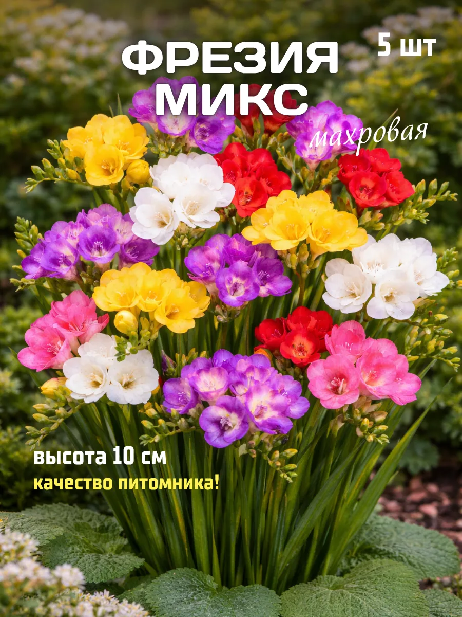 Фрезия луковицы для посадки многолетние
