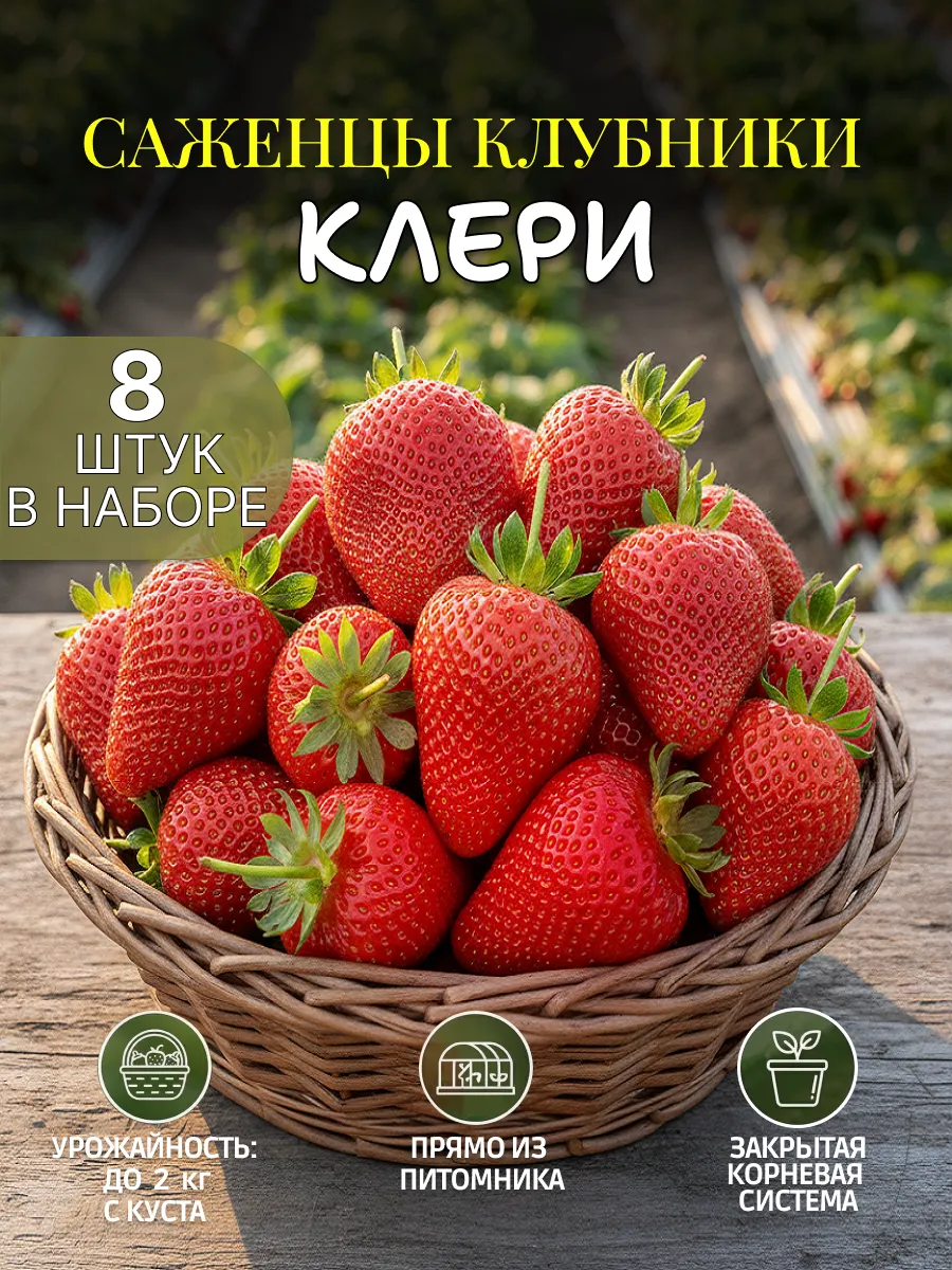 Саженцы клубники Клери рассада