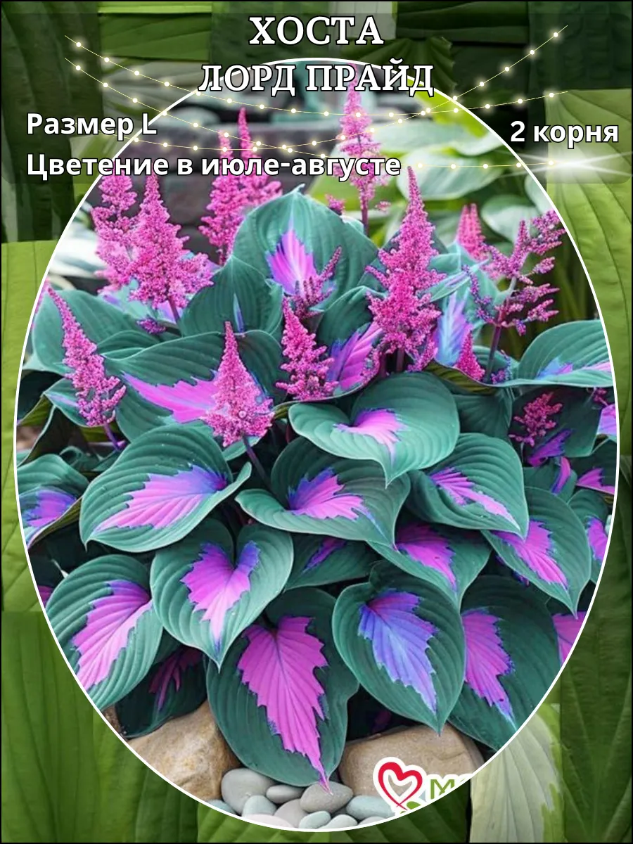 Хоста, саженцы 2 штуки