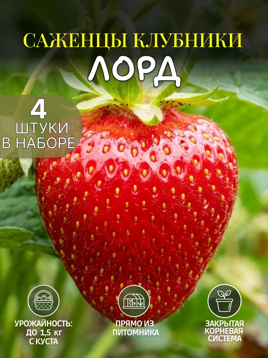 Саженцы клубники рассада Лорд