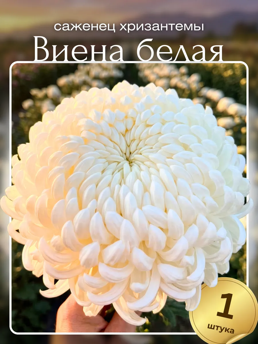 Саженцы Хризантема Виена Белая