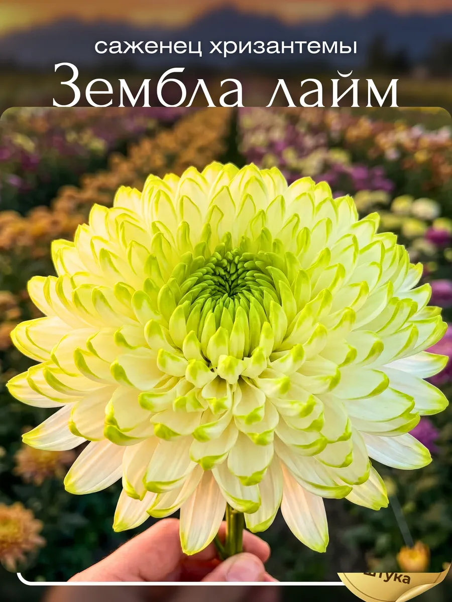 Саженцы Хризантема Зембла Лайм