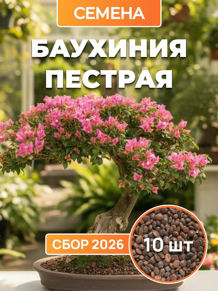Семена Баухиния пестрая (Bauhinia variegata) 10 шт