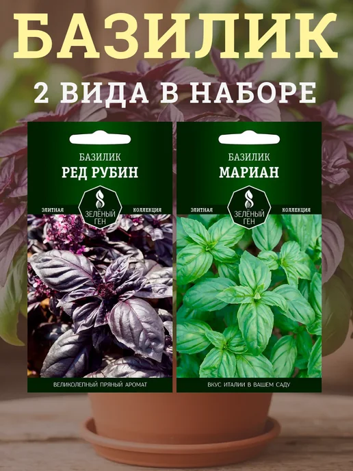 Зеленый ген Базилик семена для подоконника, 2 пачки, зеленый, фото 2
