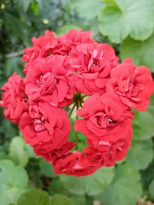 Герань Red rambler розебудная, красный