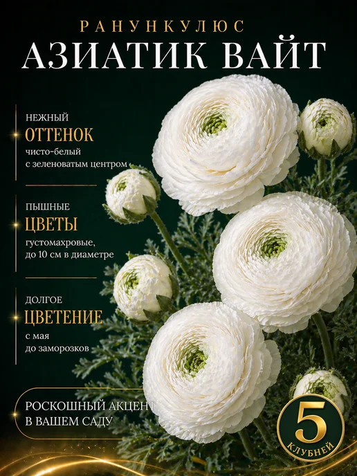 Ранункулюс Азиатик Вайт 5шт, 5 шт