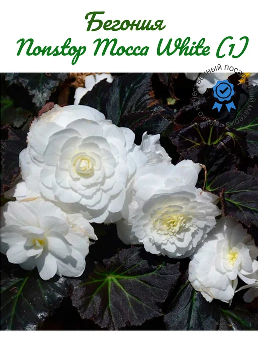 Цветочный склад Бегония Nonstop Mocca White (1), белый, фото 4