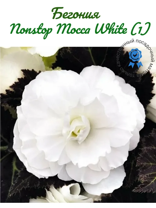 Цветочный склад Бегония Nonstop Mocca White (1), белый, фото 5