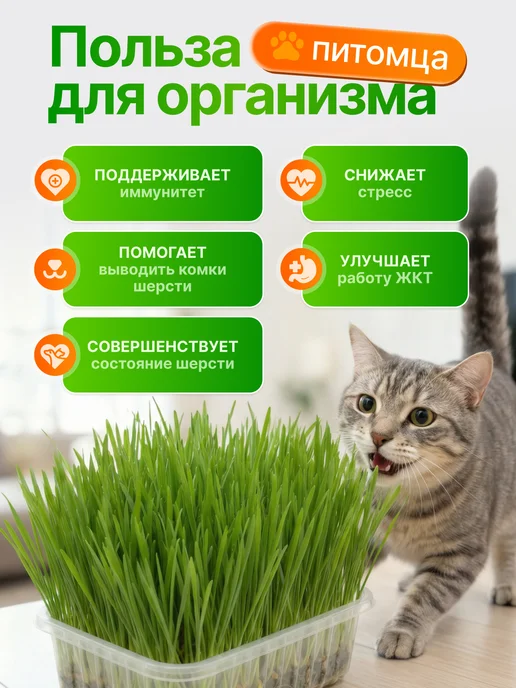 Мурмули Трава для кошек и других питомцев. Комплект на 6 посадок, вариант, фото 2