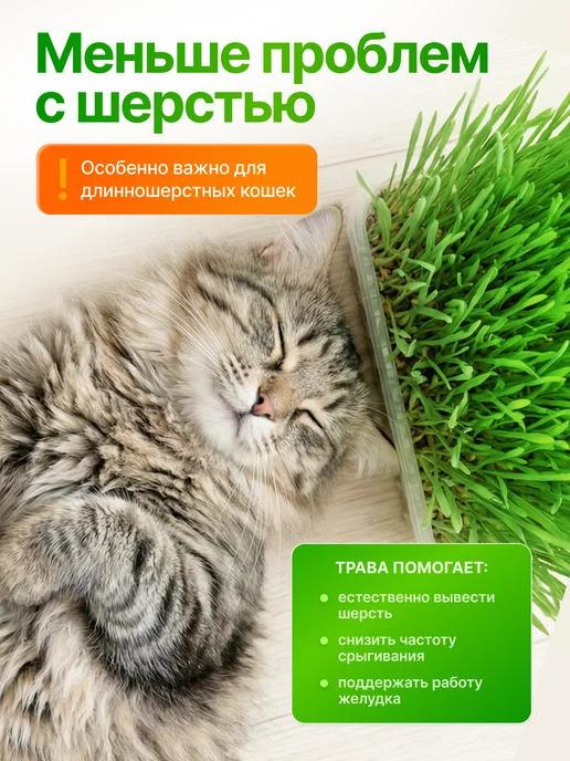 Мурмули Трава для кошек и других питомцев. Комплект на 6 посадок, вариант, фото 3