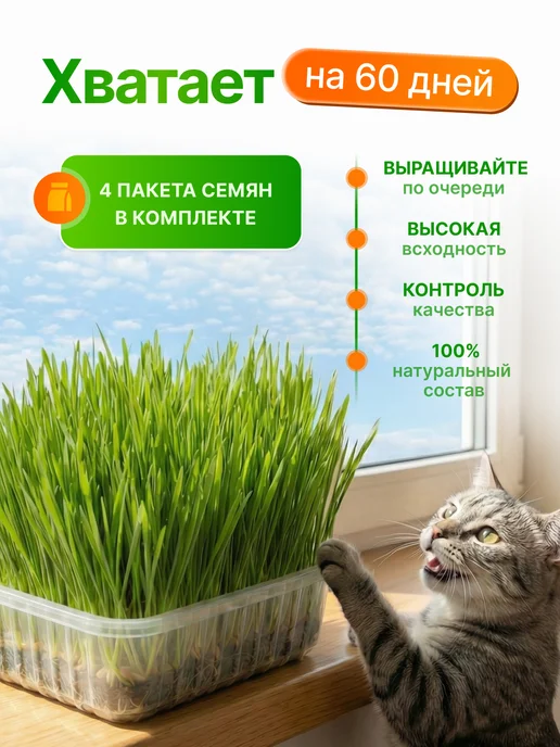 Мурмули Трава для кошек и других питомцев. Комплект на 6 посадок, вариант, фото 5