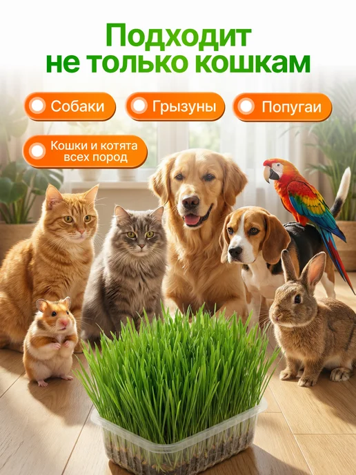Мурмули Трава для кошек и других питомцев. Комплект на 6 посадок, вариант, фото 6