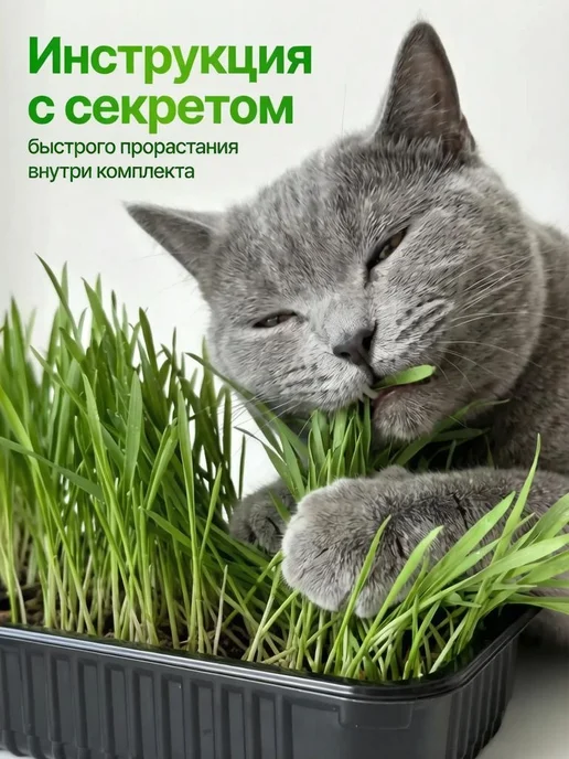 Мурмули Трава для кошек и других питомцев. Комплект на 6 посадок, вариант, фото 7